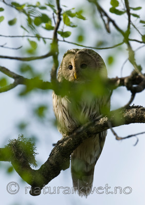 BB 09 0046 / Strix uralensis / Slagugle